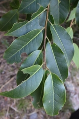 Ilex pedunculosa