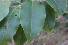 Ilex pedunculosa