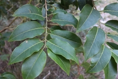 Ilex pedunculosa