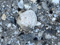 Chione elevata