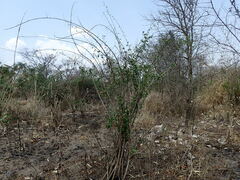 Phyllanthus ovalifolius