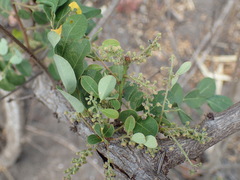 Phyllanthus ovalifolius