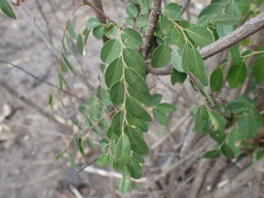 Phyllanthus ovalifolius