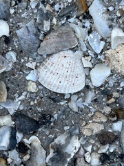 Chione elevata