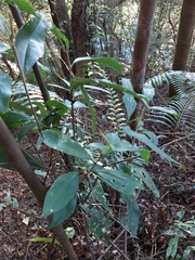 Ardisia sieboldii