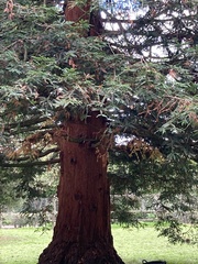 Sequoia