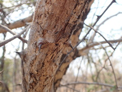 Senegalia polyacantha