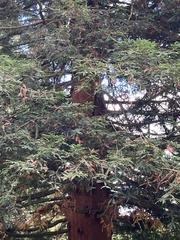 Sequoia