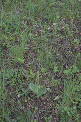 Neottia ovata