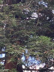 Sequoia