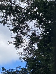 Sequoia
