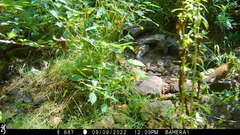 Hylocichla mustelina