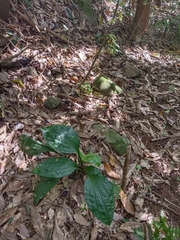 Acanthophippium striatum
