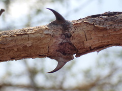 Senegalia polyacantha