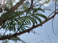 Senegalia polyacantha