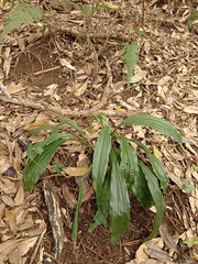 Cremastra appendiculata