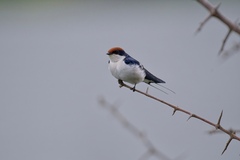 Hirundo smithii