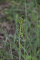 Neottia ovata