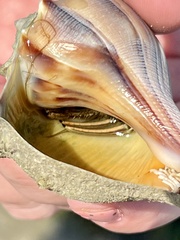 Clibanarius vittatus