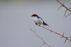 Hirundo smithii