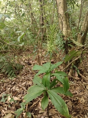 Habenaria pantlingiana