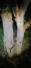 Angophora