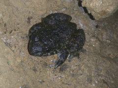 Limnonectes kuhlii