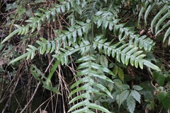 Pteris terminalis fauriei