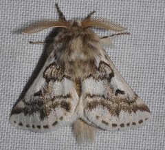 Thaumetopoea herculeana