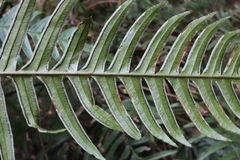 Pteris terminalis fauriei