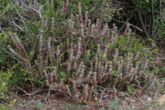 Crassula perforata