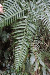 Pteris terminalis fauriei
