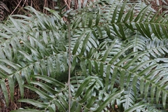 Pteris terminalis fauriei