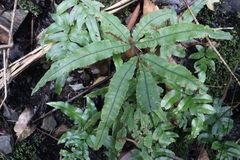 Pteris cretica