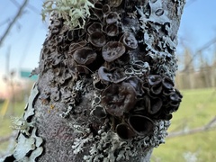 Tuckermanopsis sepincola