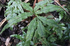Pteris cretica