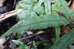 Pteris cretica