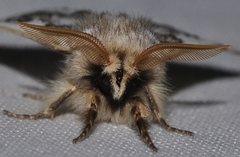 Thaumetopoea herculeana