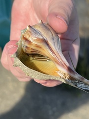 Clibanarius vittatus