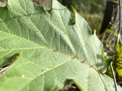 Solanum chrysotrichum