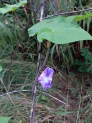 Ipomoea indica