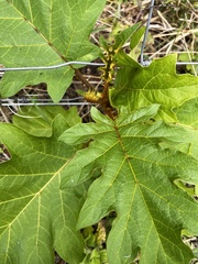 Solanum chrysotrichum