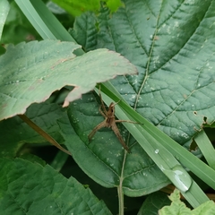 Pisaura