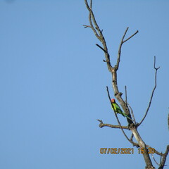 Psittacula cyanocephala