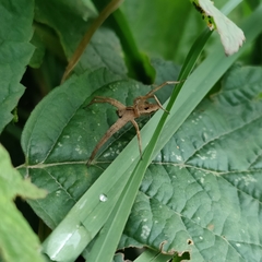 Pisaura