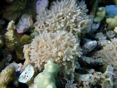 Clavularia