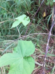 Ipomoea indica