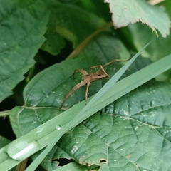 Pisaura