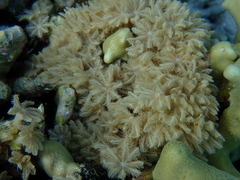 Clavularia