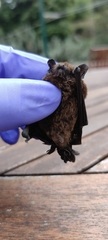 Pipistrellus maderensis